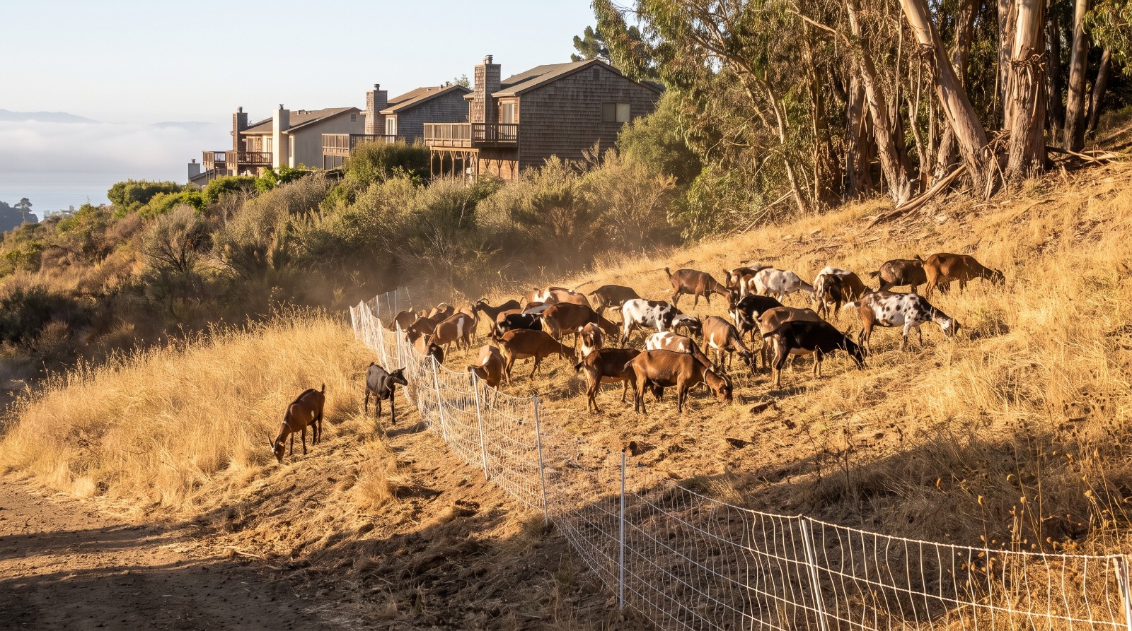 Goats grazing dry grass below hillside homes in the East Bay hills, part of East Bay Regional Park District wildfire work.