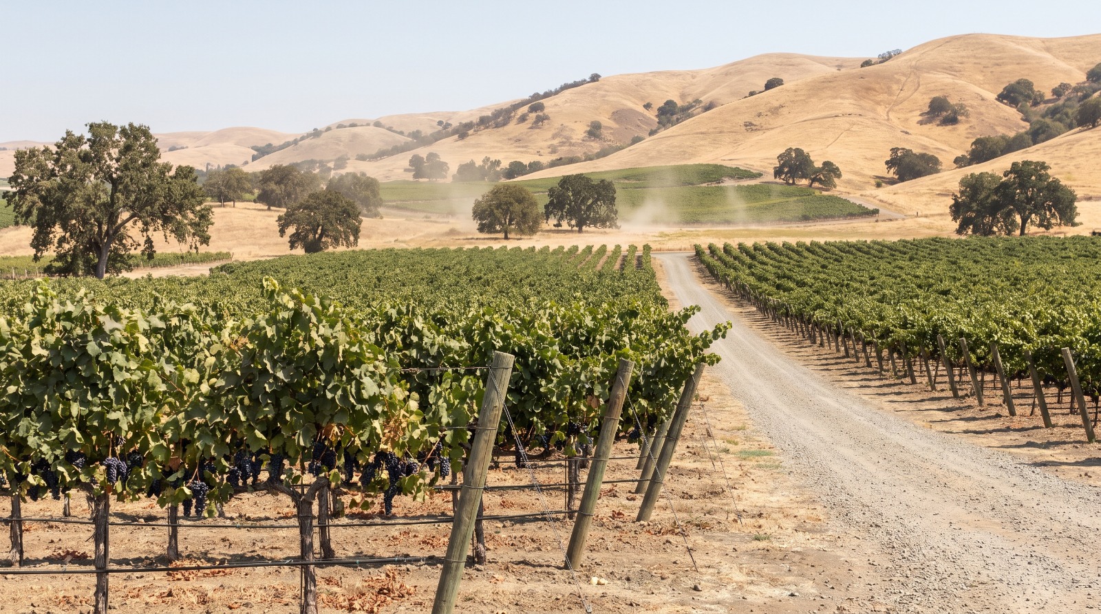 Rows of wine grapevines on the Livermore Valley floor along Tesla Road, where Wente is selling land.