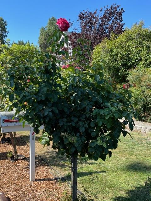 Neighborhood Neighborhood-19